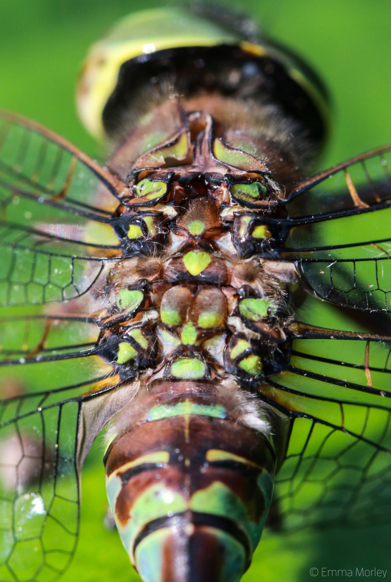 Dragonfly, Minnesota