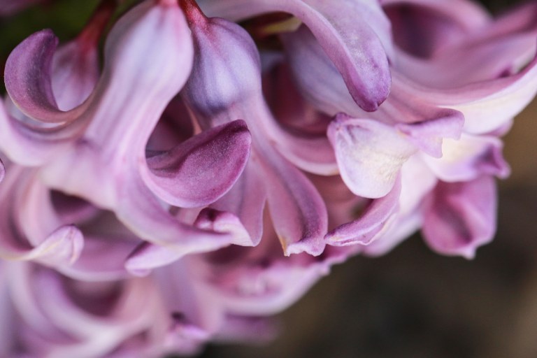 Utah Lilacs
