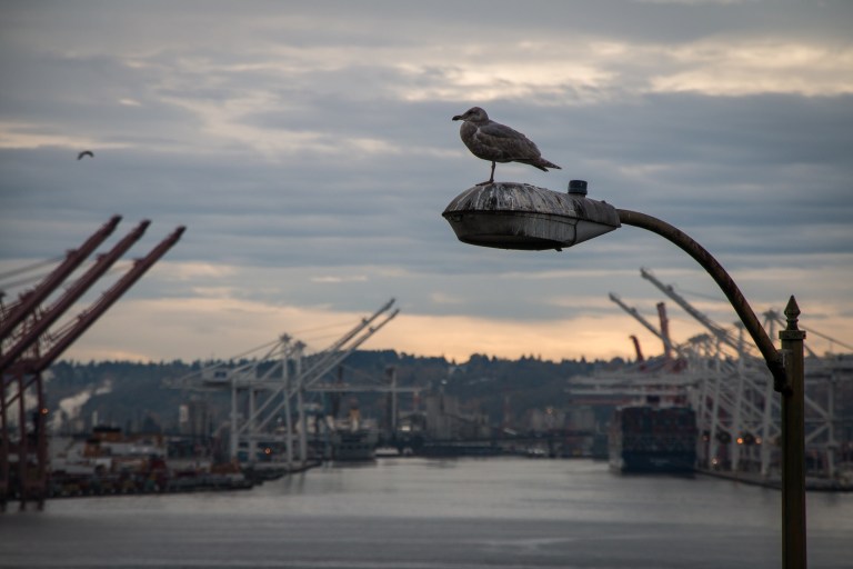seagullseattle